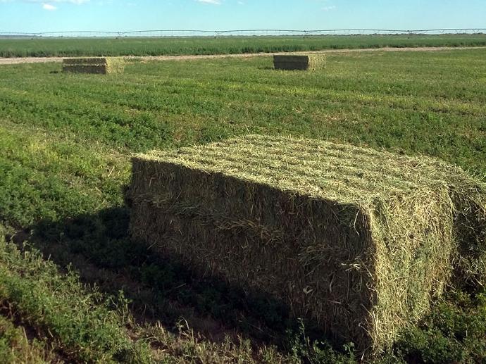 Alfalfa