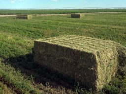 Alfalfa