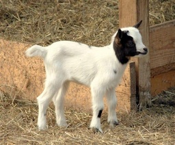 Cabrito